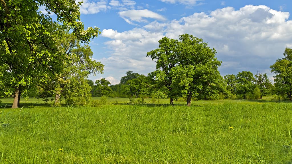 A green field of trees